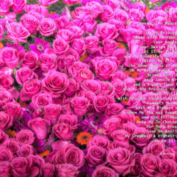 Favorite-Pink-Roses-signed-Connect-My-Heart-Prayer8h