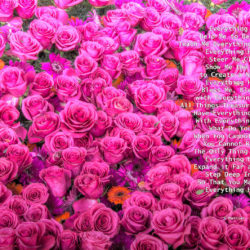 Favorite-Pink-Roses-signed-Everything-Heart-Poem9i