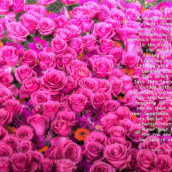 Favorite-Pink-Roses-signed-My-Heart-Knows-True10j