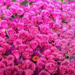 Favorite-Pink-Roses-signed-Peace-In-the-Matter-Poem11k