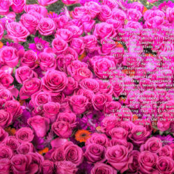 Favorite-Pink-Roses-signed-Sacred-Prosperity-Prayer