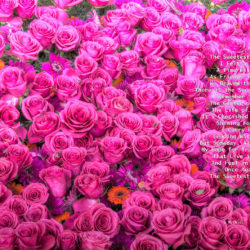 Favorite-Pink-Roses-signed-Sweetest-Poem