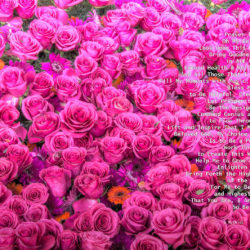 Favorite-Pink-Roses-signed-Today-Prayer