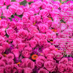 Favorite-Pink-roses-signed-Heart-Prayer
